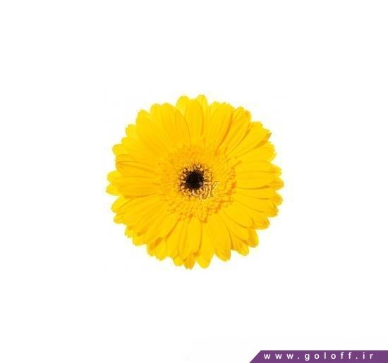 گل ژربرا اساندره - Gerbera | گل آف